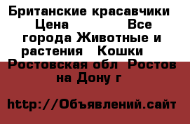 Британские красавчики › Цена ­ 35 000 - Все города Животные и растения » Кошки   . Ростовская обл.,Ростов-на-Дону г.